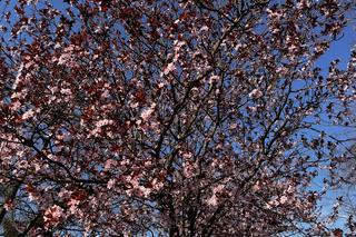 Wiosna w Międzyzdrojach zachwyca