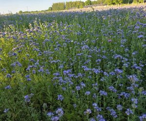 Łąki kwietne na Podkarpaciu