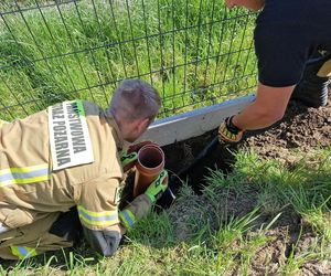 Niecodzienna akcja strażaków. Uratowali sarnę, która wpadła do głębokiego dołu