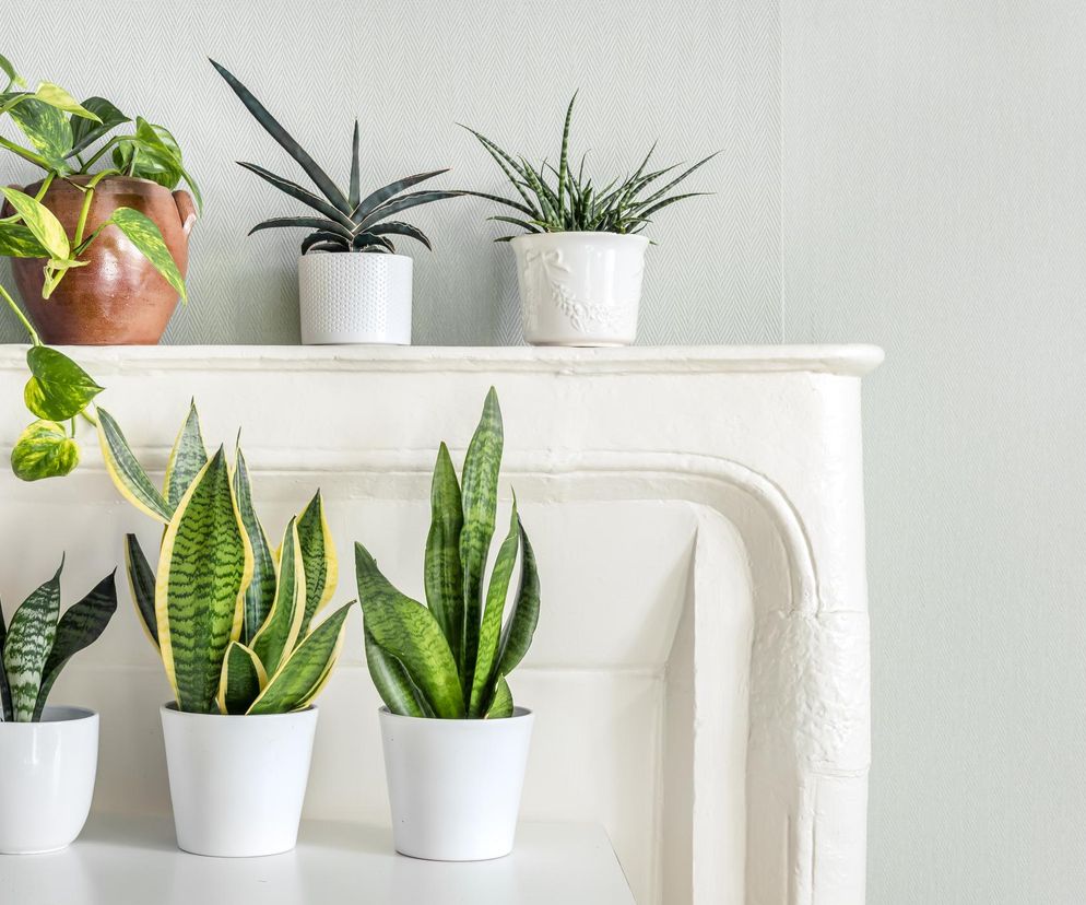 Myślisz, że zabijasz każdą roślinę? Te ci wybaczą wszystko