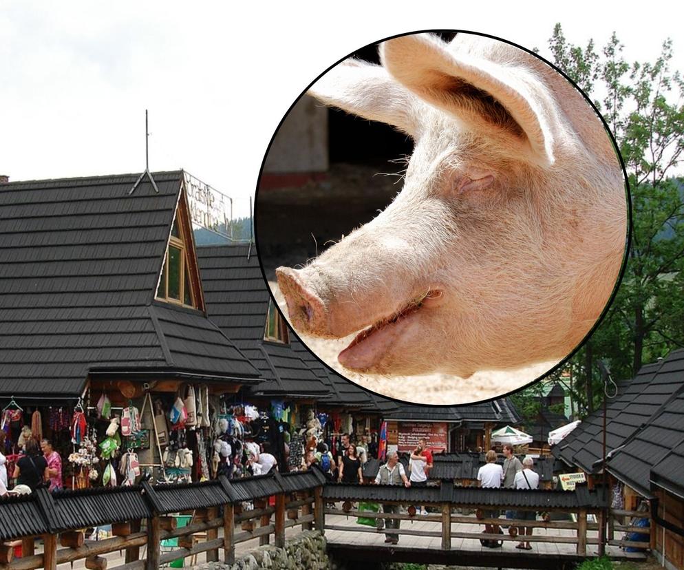Paczka z głową świni dotarła do starostwa w Zakopanem