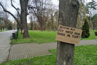 Krakowskie drzewa przemówiły do mieszkańców ludzkim głosem. Co mają do powiedzenia?