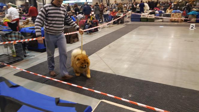 EXPO SILESIA DOG SHOW 2017