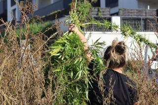 To koniec słynnego pola konopi w Lublinie?! Hemplab rezygnuje z dzierżawienia go od rolnika