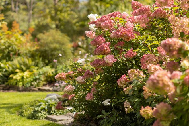 Gdy stopnieje śnieg weź wiadro i rozlej wokół hortensji. Nawóz zapewni potężne kwitnienie, a nie suche badyle. Hortensja wiosną tego potrzebuje 