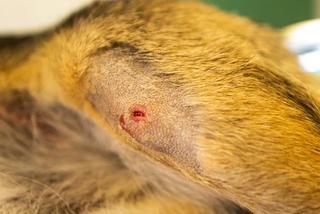 Pies Szymek z ciężkimi obrażeniami trafił do Fundacji ADA [GALERIA]