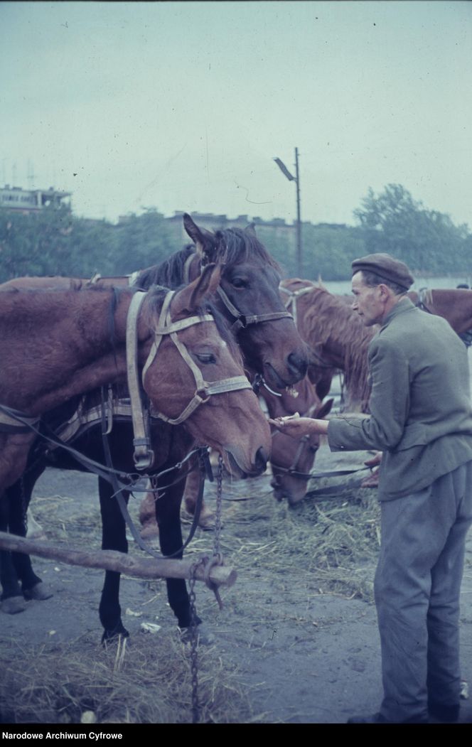 Targowisko Turzyn w latach 1964-1966