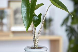 Modne rośliny doniczkowe