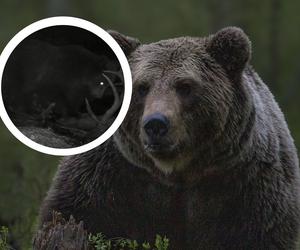 Bieszczadzki niedźwiedź buszuje w leśnej w stołówce
