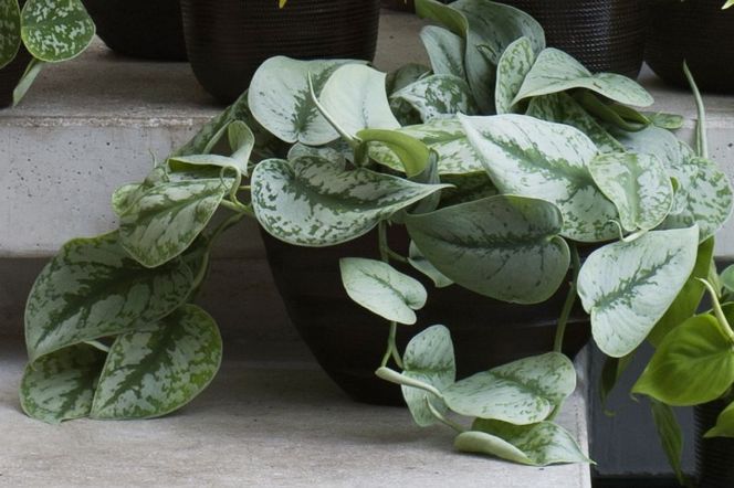 Scindapsus pstry