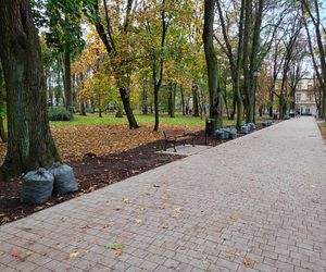 Akcja ratowania siedleckich kasztanowców w Aleksandrii potrwa przez kilka dni, do piątku 18 października włącznie.