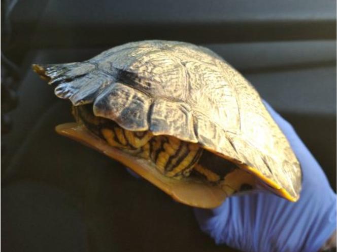 Strażnicy miejscy z Bydgoszczy uratowali żółwia, ale okazało się, że trzeba go uśpić