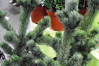 Sosna drobnokwiatowa ‘Shizukagoten’ - Pinus parviflora ‘Shizukagoten’