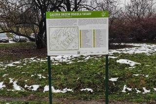Lublin - powstała Galeria drzew osiedla Tatary 