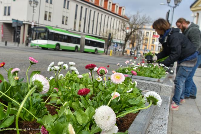 W Białymstoku jest coraz więcej kwiatów. Roślinność budzi się do życia po zimie