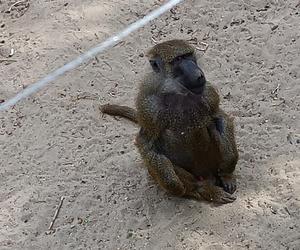 Zwierzęta w zoo we Wrocławiu