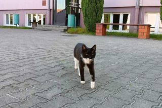 Łatek to kot, który chodzi do szkoły w Środzie Wielkopolskiej