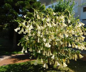 Datura