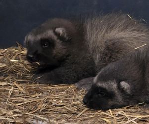 Rosomakowy baby boom w Śląskim ZOO! Radosna nowina dla miłośników zwierząt