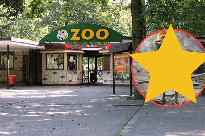 Żurawie w Zoo w Poznaniu