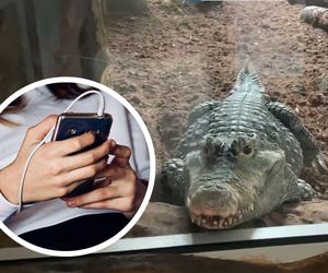 Groźne złośliwe oprogramowanie Crocodilus dotarło do Polski. Podszywa się pod banki i e-sklepy