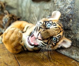 Niesamowite narodziny we wrocławskim zoo. Na świat przyszły cztery tygrysy sumatrzańskie 