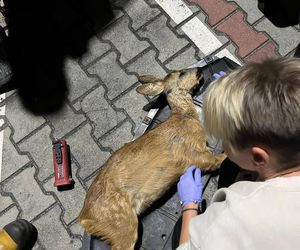 Wypadek pod Łaskiem. Sarna zaklinowała się między zderzakiem a chłodnicą pojazdu
