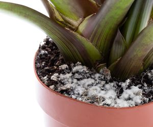 Biały nalot na ziemi w doniczkach [Porada eksperta]