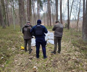 Setki martwych kur wyrzucone do lasu pod Nidzicą. Leśnicy w szoku!