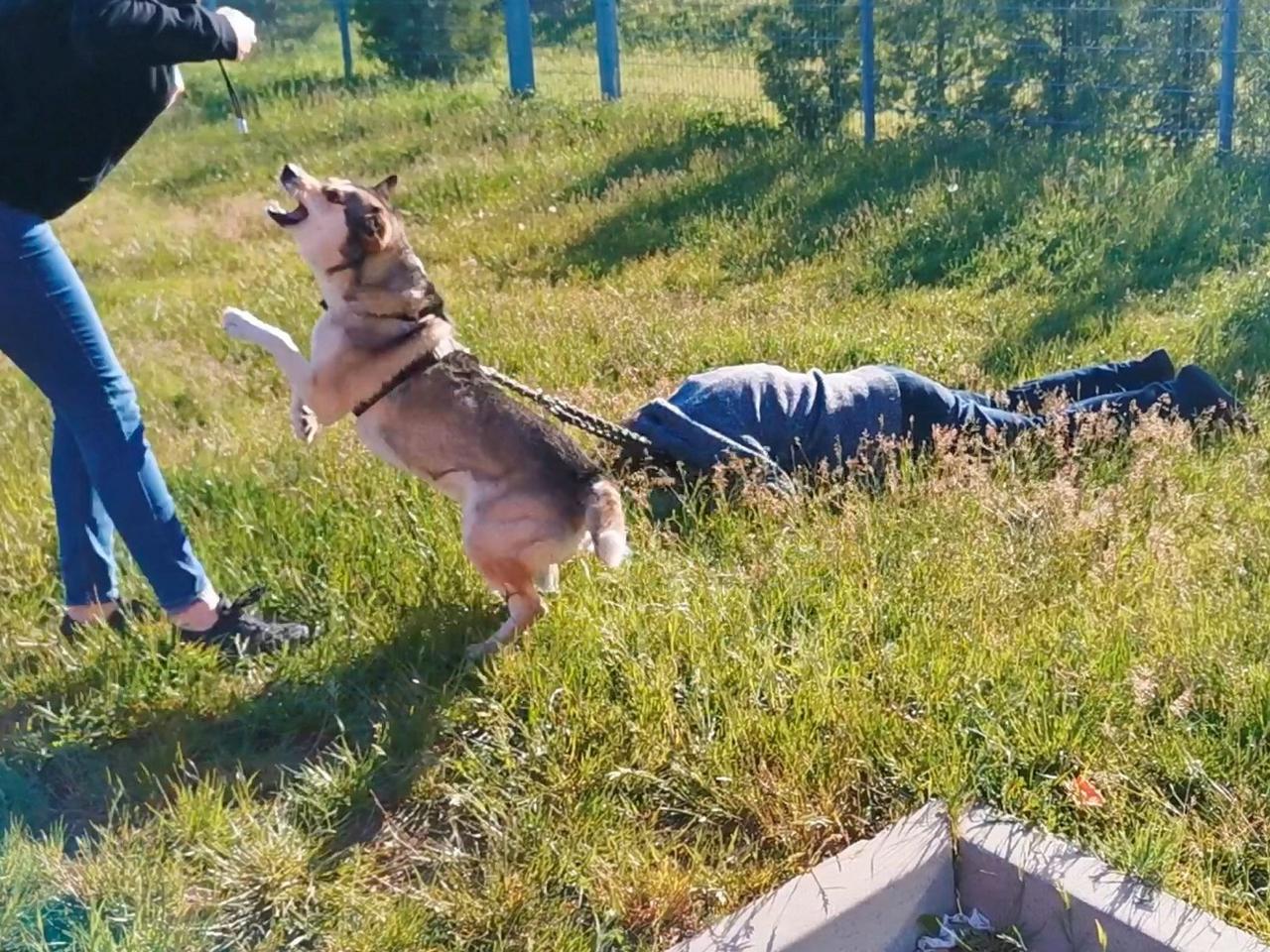 Jego pan zmarł podczas spaceru. Pies nie pozwalał nikomu zbliżyć się do ciała! Ten film chwyta za serce [WIDEO]