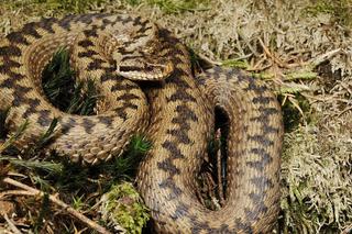 Plaga żmij na Dolnym Śląsku. Wpełzają do domów i sklepów