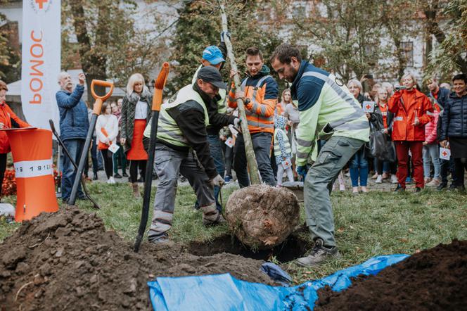 Oby rósł 100 lat! Dąb czerwony na jubileusz 100-lecia PCK