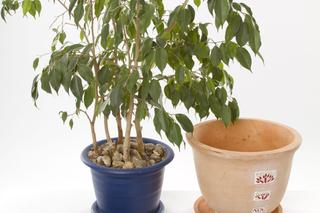 Przesadzanie roślin doniczkowych