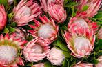 Protea