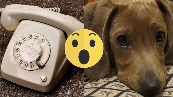 telefon dla psów