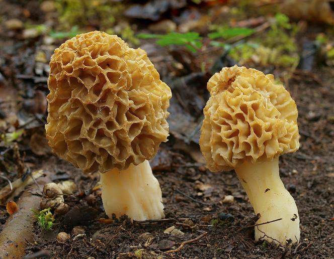 Rusza sezon na wyjątkowe grzyby. Nawet kilkaset złotych za kilogram 