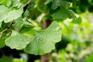 Miłorząb dwuklapowy - Ginkgo biloba: jak uprawiać miłorząb dwuklapowy w Polsce?
