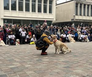 Golden Retriever WOŚP 2024 w Poznaniu. Psiaki też zbierają na dzieciaki. Kwesta na WOŚP i pokazy Golden Retrieverów 