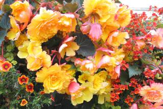 Begonia bulwiasta