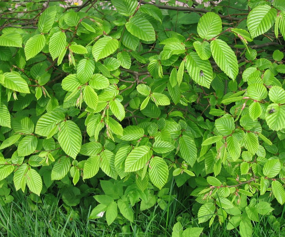 Zdjęcie 64853
