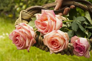 Najlepsze rośliny ogrodowe na kwiat cięty - jakie kwiaty możesz ścinać do wazonu?