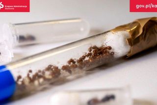 Mrówki ukryte w zabawkach