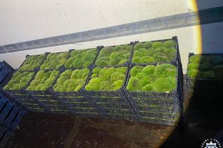 Leśny skarb w skrzynkach. 60-latek wpadł z powodu... mchu!