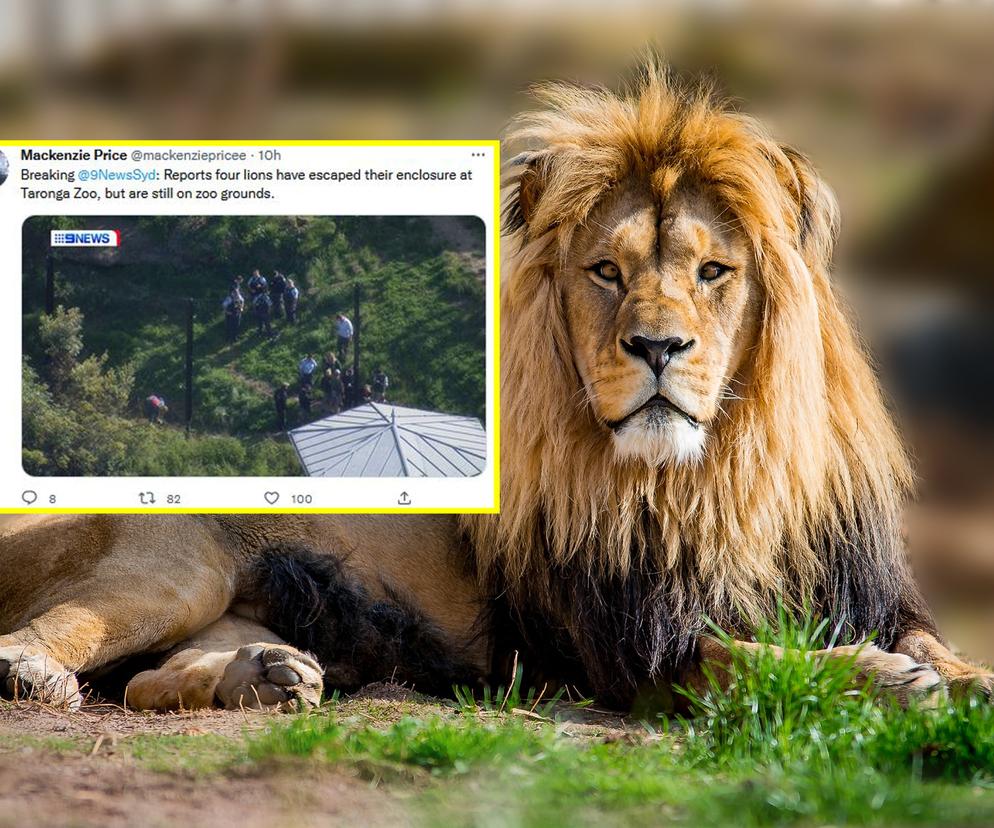 Szok! Pięć wielkich lwów uciekło z zoo. Trwa obława, dramatyczny apel do mieszkańców!