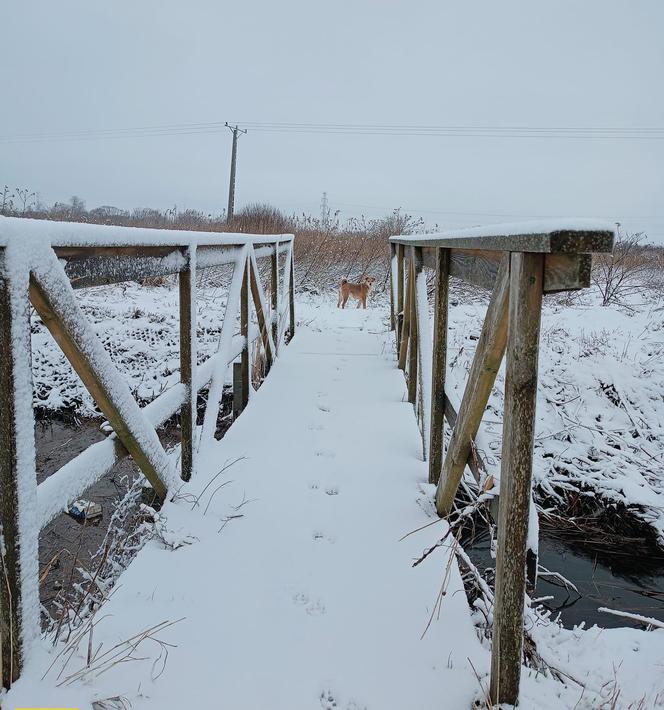 Śnieg na Pomorzu. Zima w obiektywach naszych Czytelników