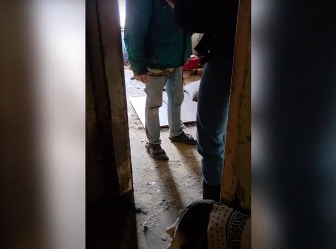 Psy w tragicznych warunkach