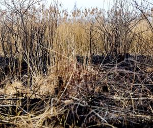 Pożar trzcinowiska nad jeziorem Dargin. Dwóch mężczyzn z zarzutami! Makabra na Mazurach