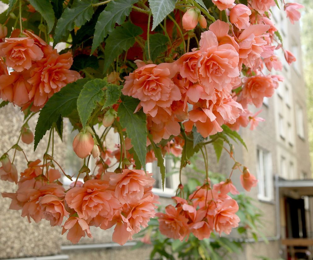 Begonia zwisająca