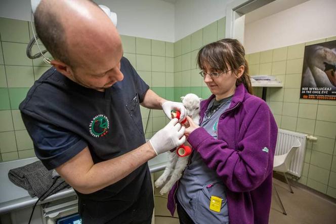 Ukraiński koziołek Saszka dostanie protezy nóg [GALERIA]