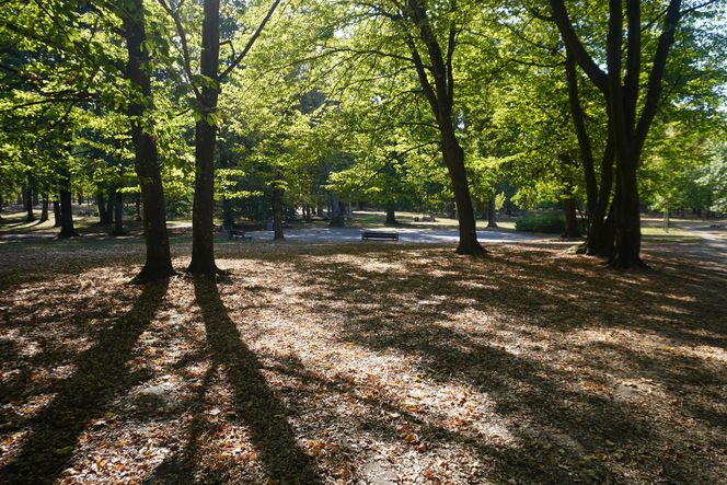 Park Konstytucji 3 Maja